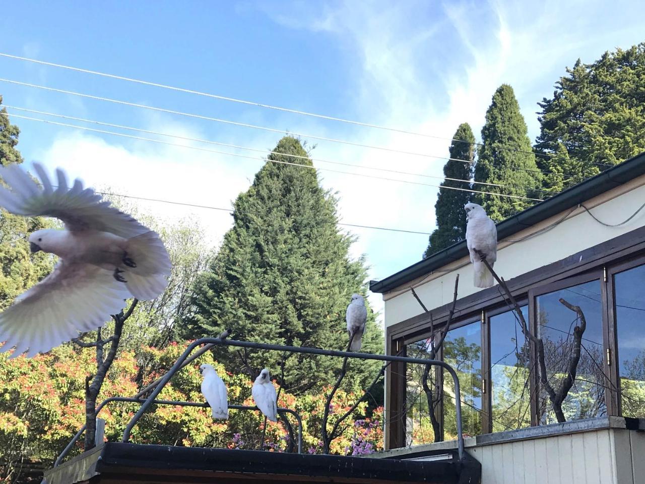 The Clarendon Motel Katoomba Εξωτερικό φωτογραφία