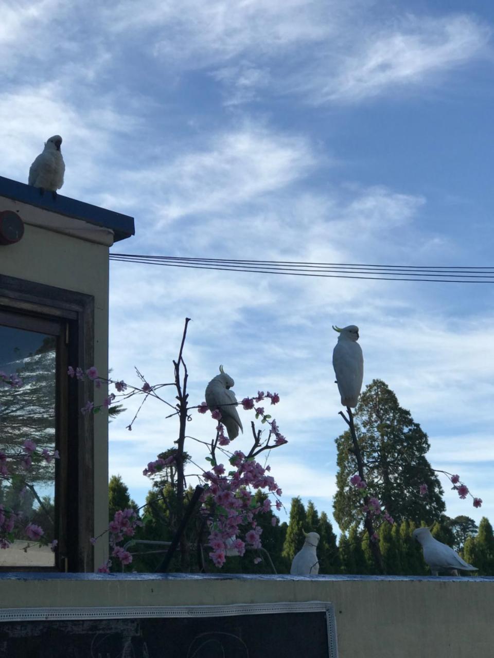 The Clarendon Motel Katoomba Εξωτερικό φωτογραφία